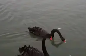 Wuyuan Bay Swan Lake
