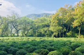 Longjing Village