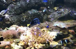 Chongqing Happy Ocean World