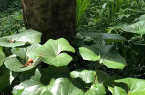 Curved Water Plump Bloom