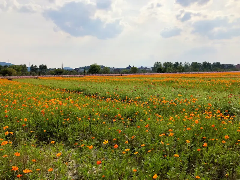 Xiang Lake Flower Sea