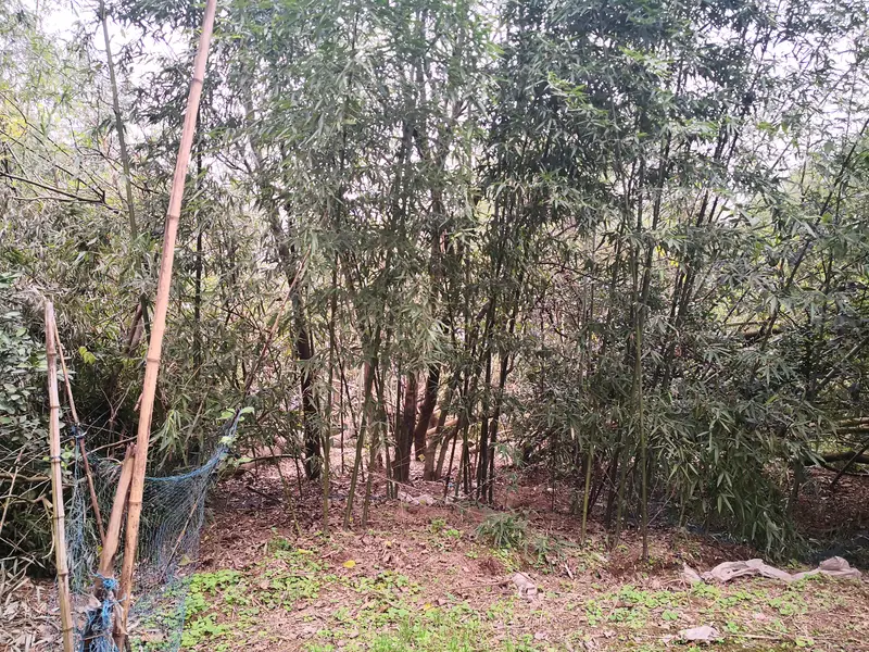 Fushou Park