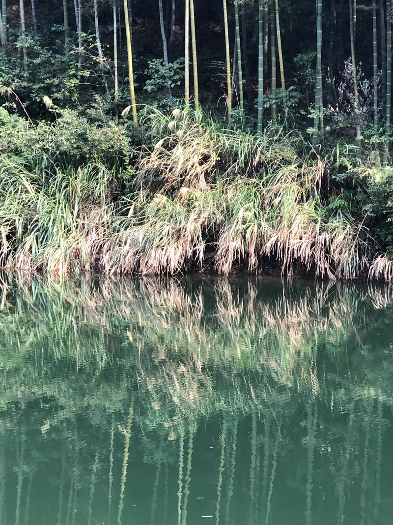 Purple Bamboo Cove