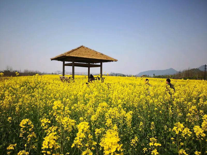 Xianghu Phase III Flower Sea Rowing Boat