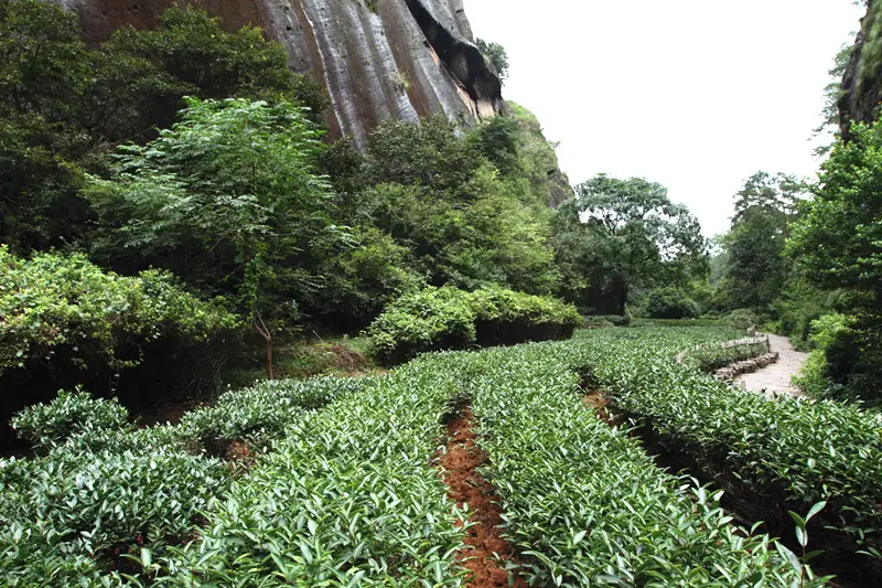 Da Hong Pao Scenic Area
