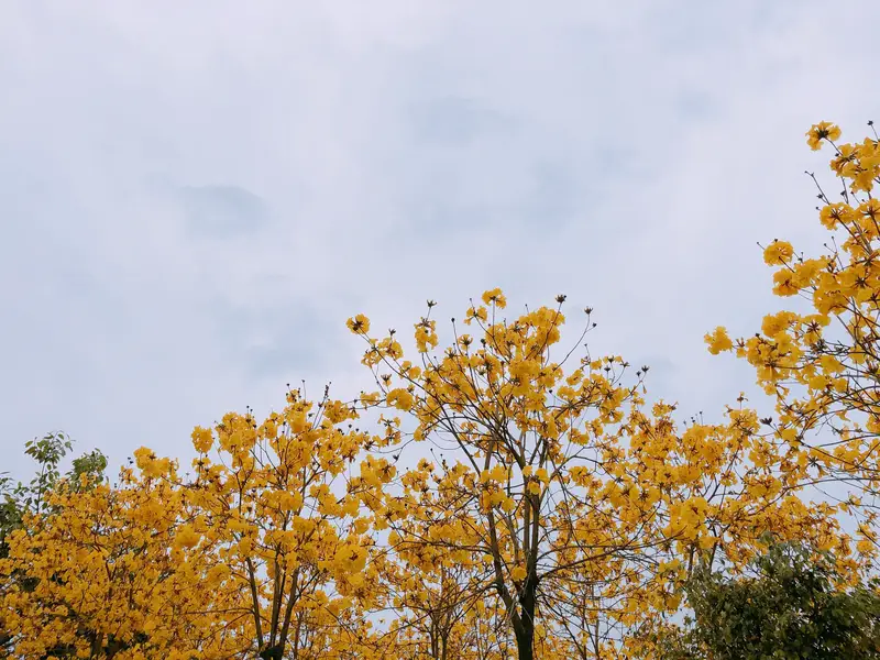 Jinhe Bayberry Garden