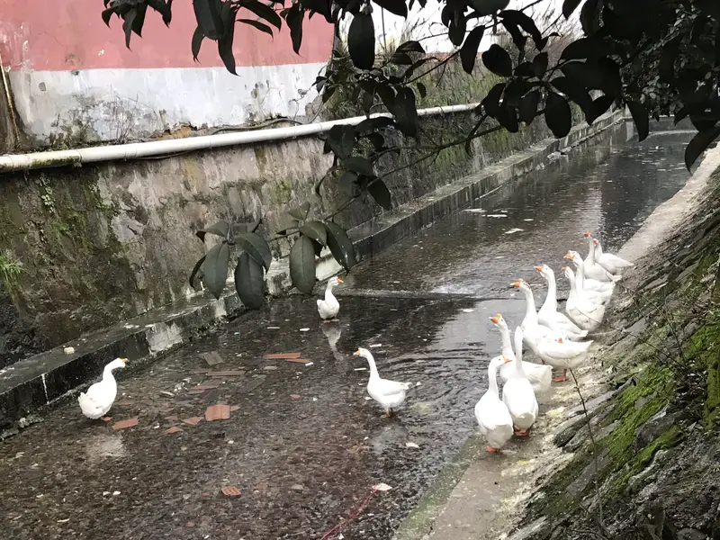 Huangmei Cove