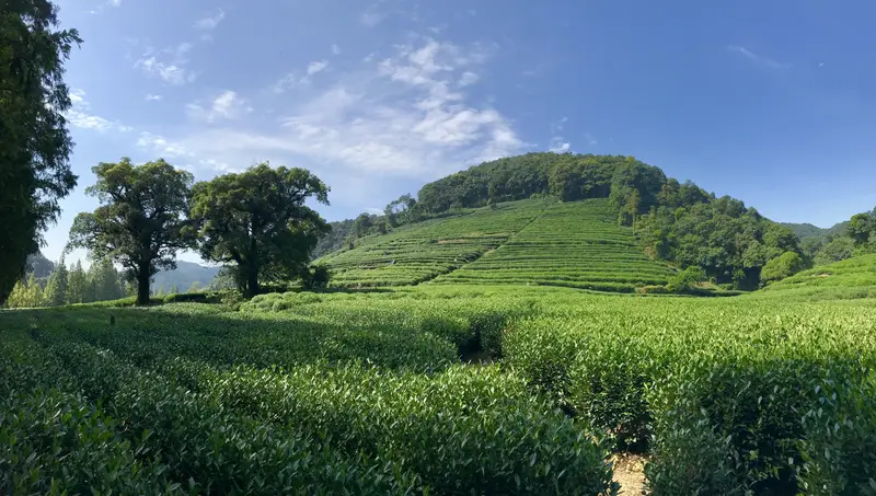 Meijiawu Tea Culture Village
