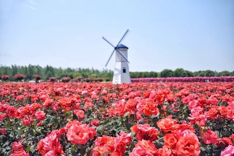 Xinsha Island Rose Garden