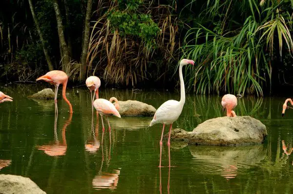 Bird Island