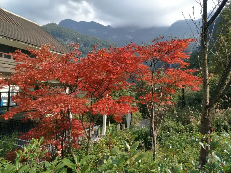 Shanwangping Ginkgo Forest