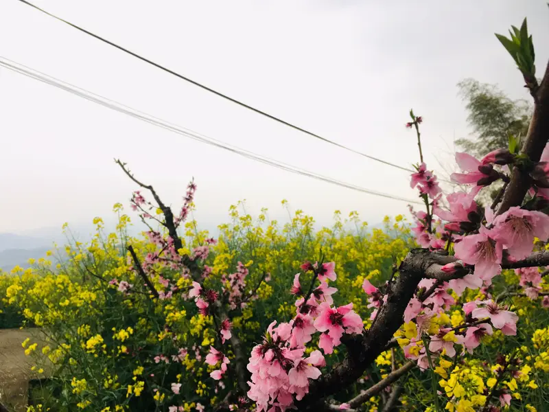 Hangzhou Fuyang District Xindeng Town Cunling Family Farm