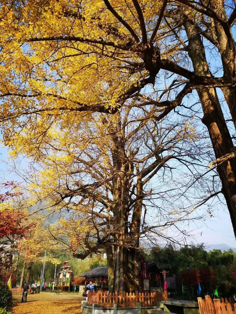 Xiangxi Village
