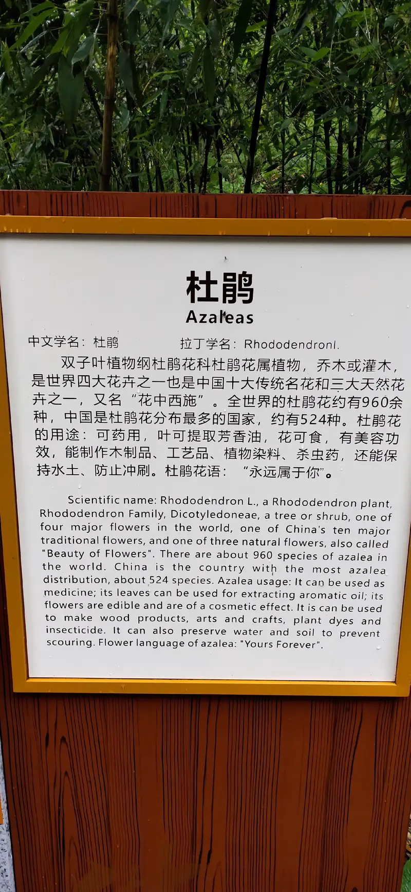 Ancient Azalea Park