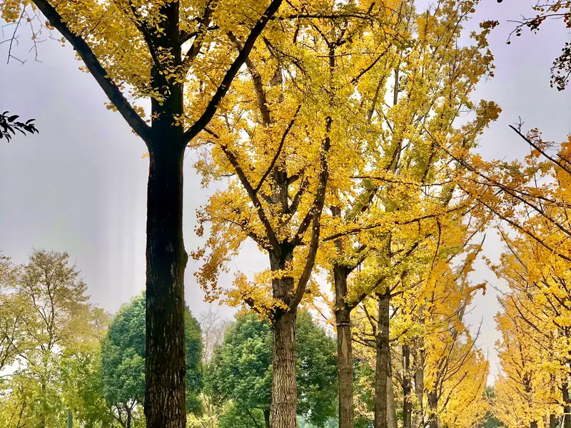 Chongqing Central Park-Tree-Lined Avenue
