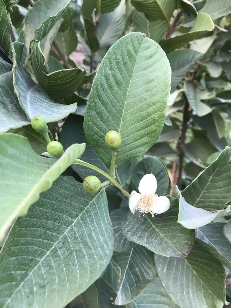 Fu Mei Mansion Dragon Fruit Specialized Cooperative