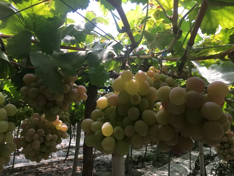 Xuejuan Vineyard