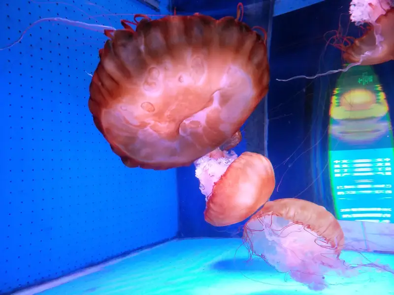 Xiamen Underwater World Aquarium