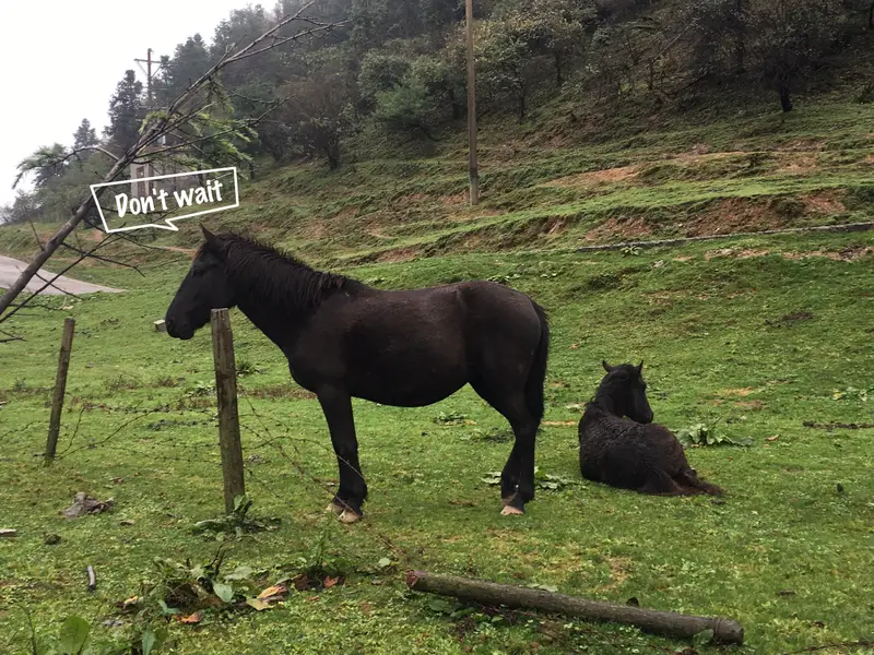 Xiannvshan National Forest Park-Horse Riding Ground