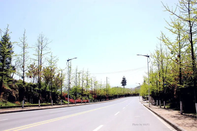 Fairy Mountain Town Ginkgo Avenue