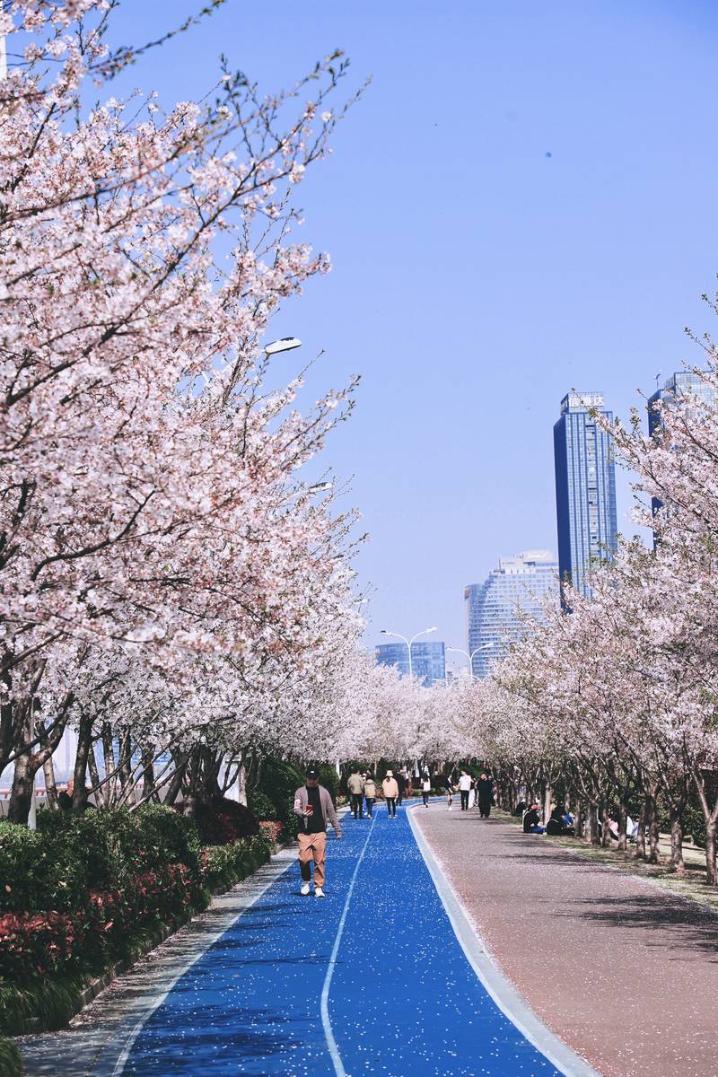 Binjiang Most Beautiful Cherry Blossom Promenade