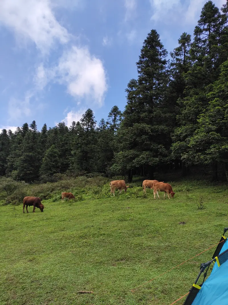 Wilderness Training Camp