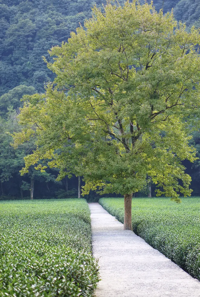 Yunqi Bamboo Path