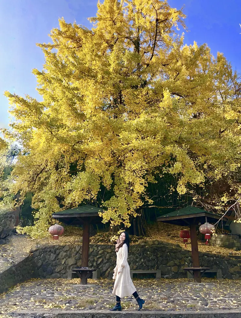 Thousand-Year Ginkgo Park