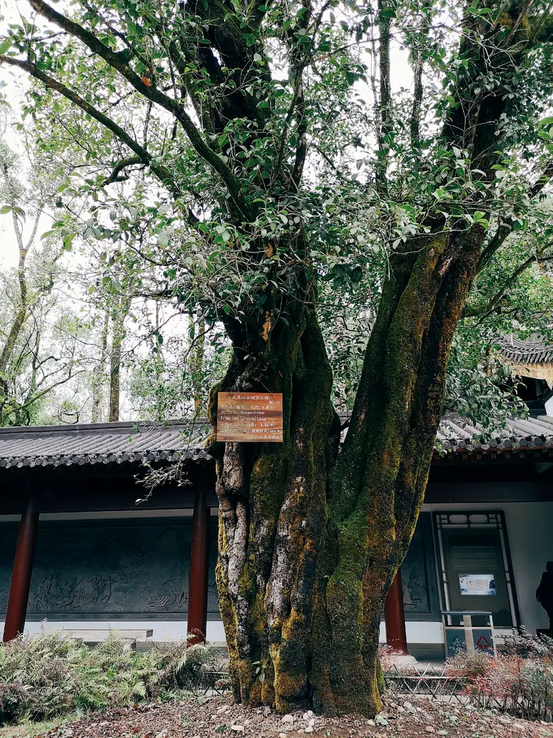 Wuyi Ancient Celebrities Pavilion