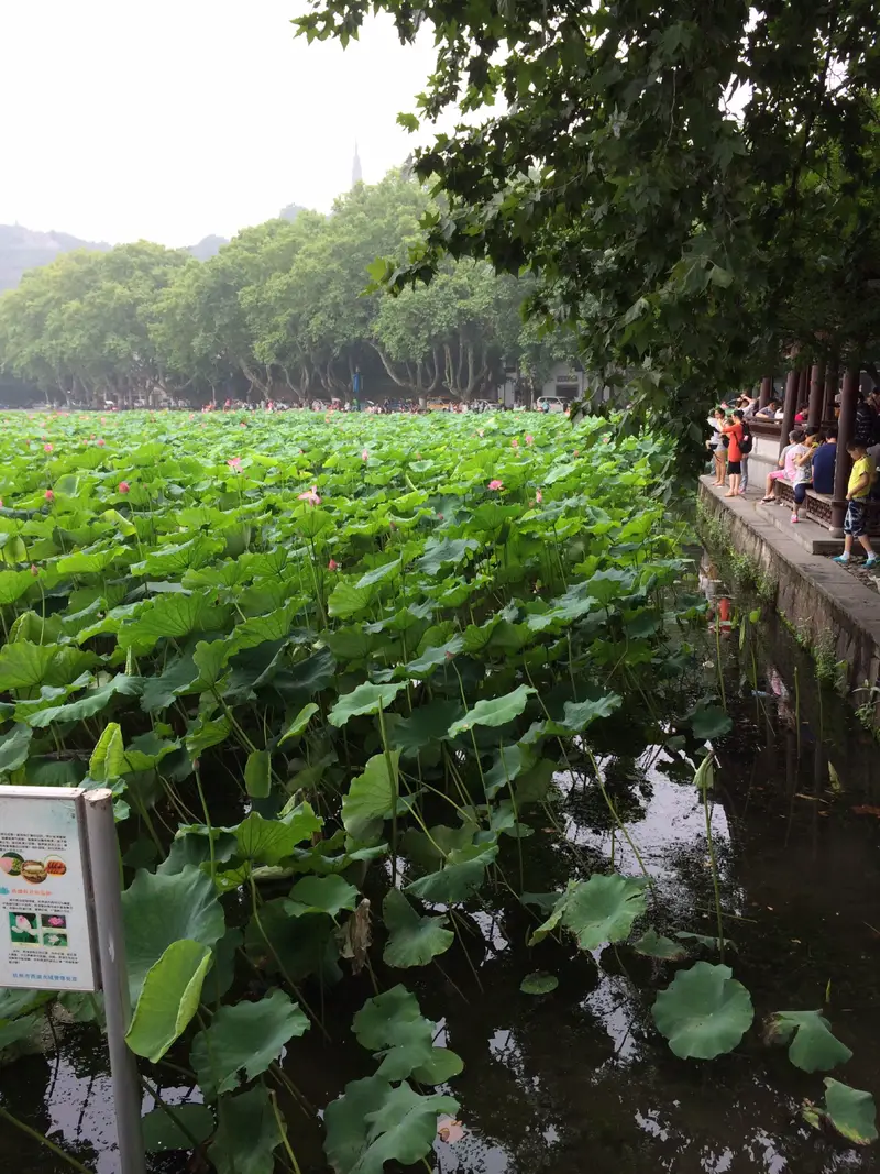 Wind Lotus Pavilion