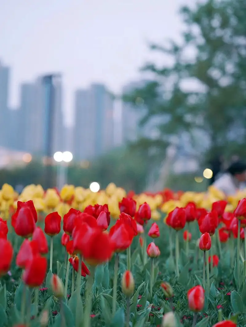 Nanjiang Park