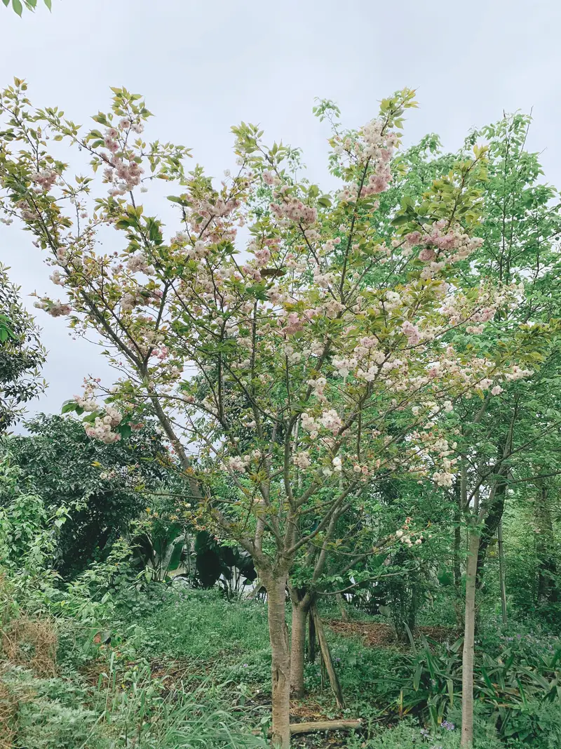 Cherry Blossom Orange Village