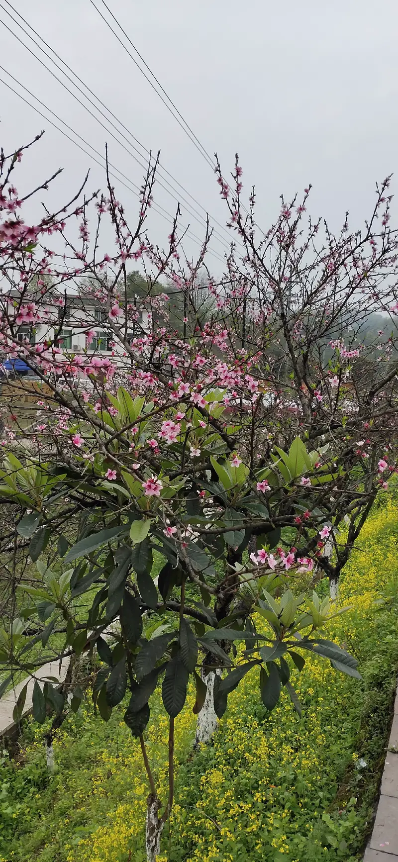 Zouma Peach Blossom Forest Xiaocheng Farmhouse