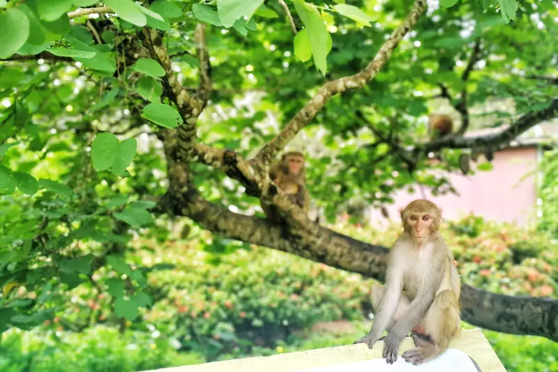 Nanwan Monkey Island