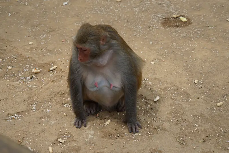 Monkey Sketch Show