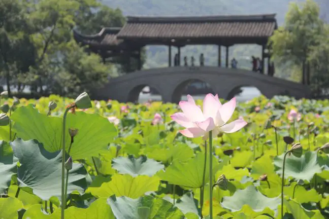 Lotus Village