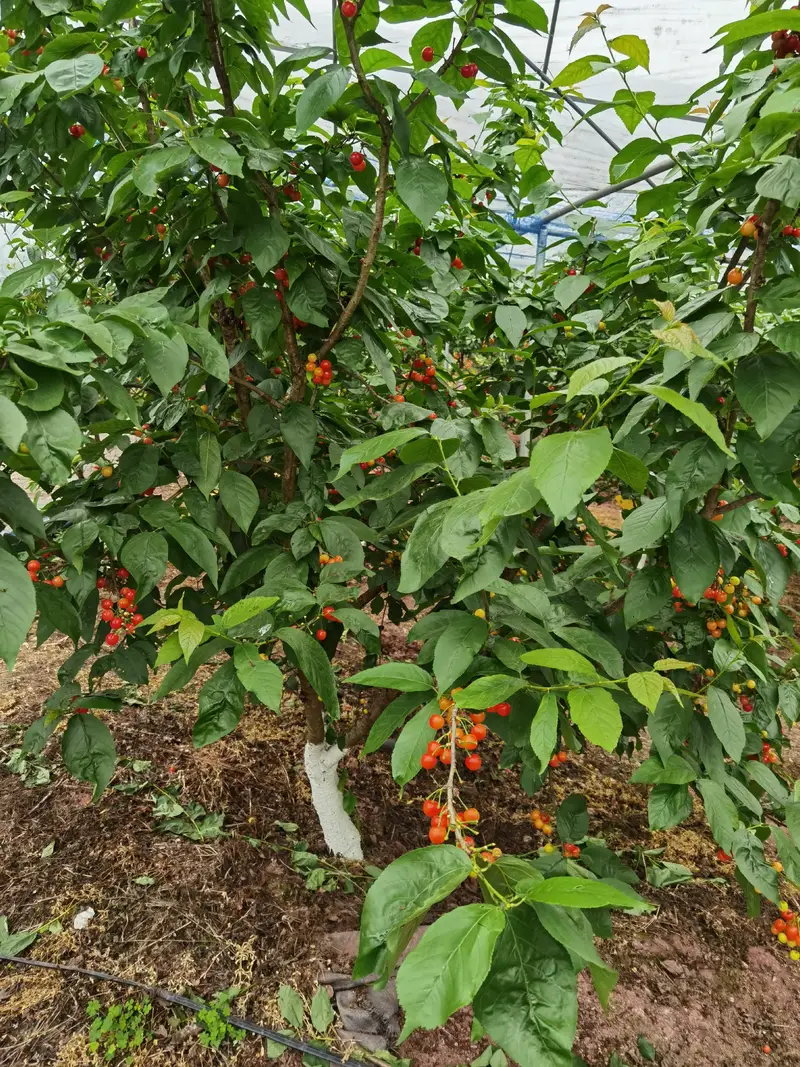 Meet Tianhe Eco-Farm