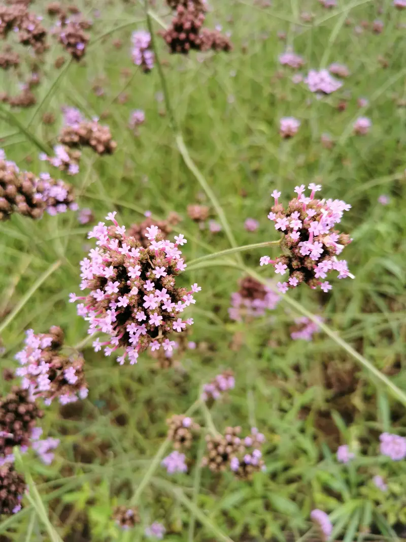Fuyang Flower Sea Lantian