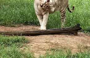 Hangzhou Wild Animal World - Children'S Zoo