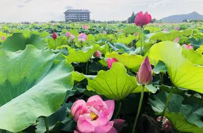 Xianghu Phase III Flower Sea Rowing Boat
