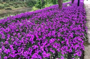 Hejiangang Ecological Reserve
