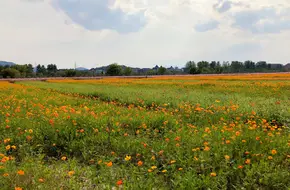 Xiang Lake Flower Sea
