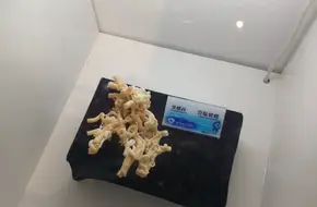 Shell Fantasy World