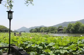 Lotus Village