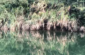 Purple Bamboo Cove