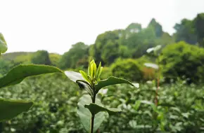 Jingshanwu Ecological Park