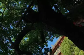 Jinming Temple