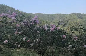 Purple Bamboo Cove