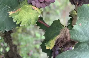 Chongqing Bi District Henghua Fruit Tree Planting Professional Cooperative