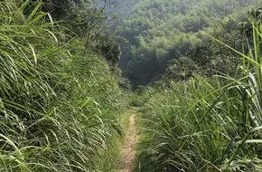 Purple Bamboo Cove